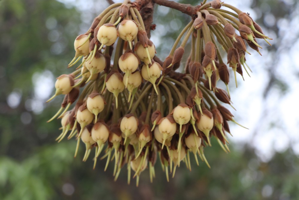 ‘महुवा’ जोगाउन यसकारण कस्सिए थारू समुदाय 